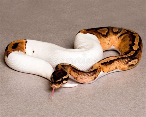 Pied Ball Python stock photo. Image of snakes, ball - 263826920