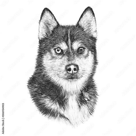 Vintage style sketch of Siberian husky Dog isolated on white background. Realistic black and ...