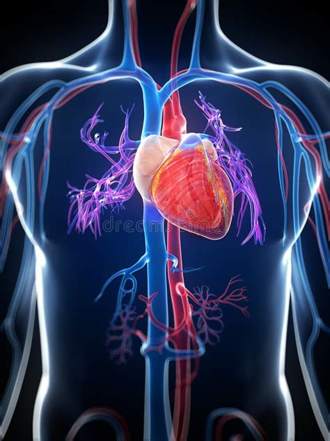 Human body with heart stock illustration. Illustration of biology - 16410703