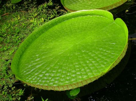 Fotos gratis : naturaleza, hoja, flor, lago, verde, selva, botánica, planta acuática, flora ...