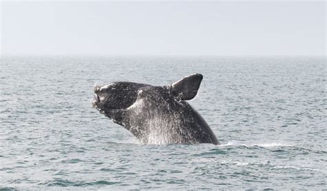 Right Whale Activity: North Atlantic Right Whale Catalog – Blue Ocean Society for Marine ...