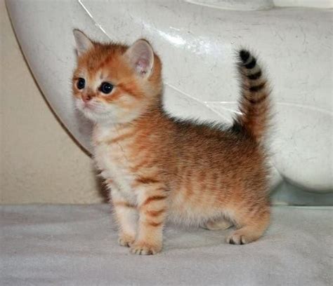 little tiger :) | Kittens cutest, Baby animals, Baby cats