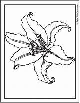 Lily Coloring Pages Customize 12  PDF Printables sketch template
