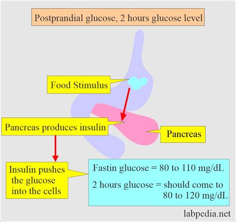 Diabetes mellitus and Glucose after 2 Hours of the Meal, Postprandial ...