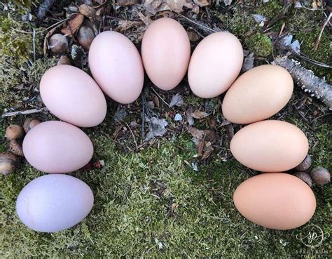 Top 7 Chicken Breeds That Lay Pink Eggs (with Pictures)