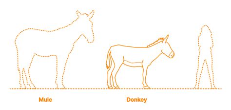 Donkey (Equus africanus asinus) Dimensions & Drawings | Dimensions.com