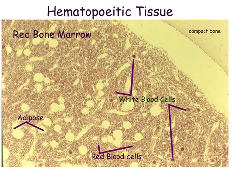 Bone Model Labeled - Bing Images | Red bone marrow, Bone white, Red bone