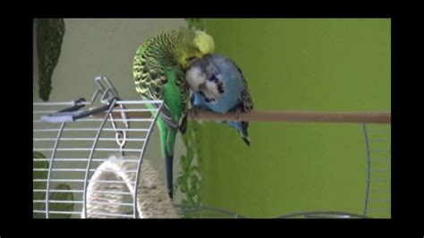 Budgies cuddling - YouTube