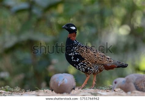 Black Francolin Francolinus Francolinus Male Bird Stock Photo ...