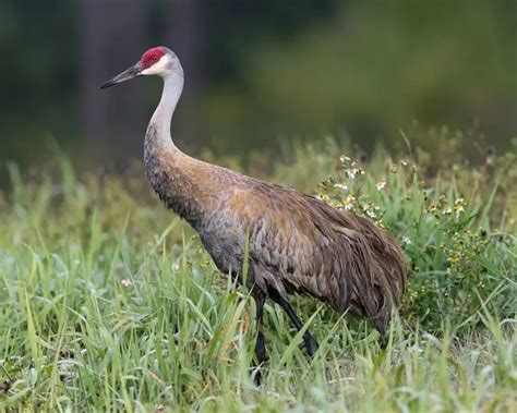 Sandhill Crane - Facts, Diet, Habitat & Pictures on Animalia.bio