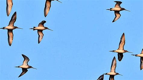 Migratory birds stay back in Kolleru Lake - The Hindu