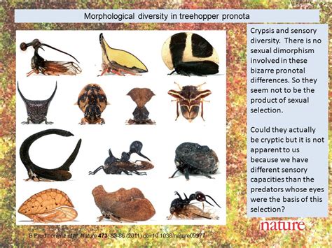 Lecture 22 Misleading signals of crypsis Warning signals of aposematism Signals as isolating ...