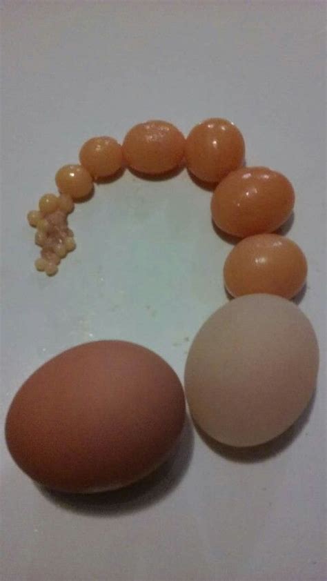 isa brown chicken eggs