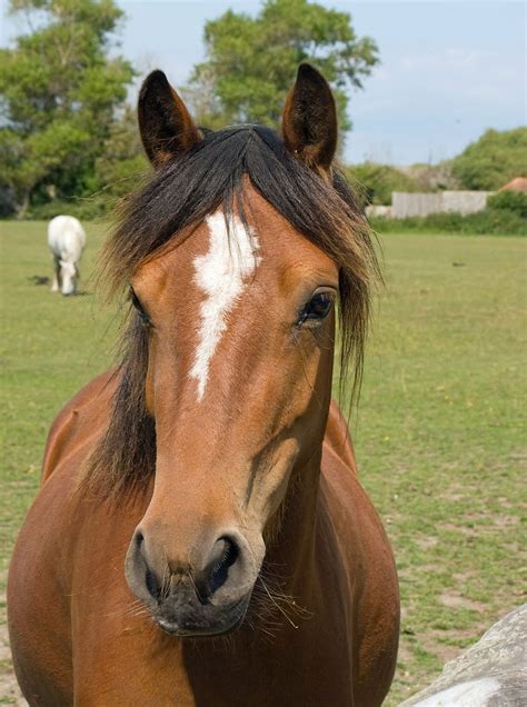 Australian Stock Horse Wallpapers - Wallpaper Cave