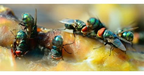 Fly Identification: Different Types Of Flies | DIY Pest Control