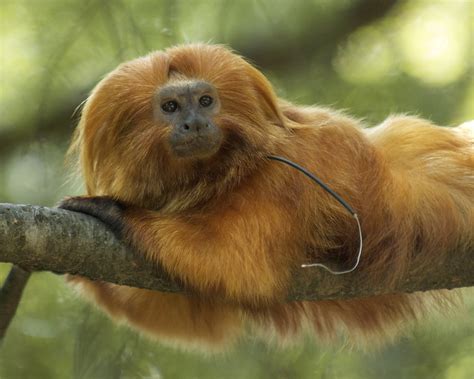 Status — Save the Golden Lion Tamarin