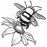Bumble Bee Sitting On A Flower Coloring Page · Creative Fabrica sketch template