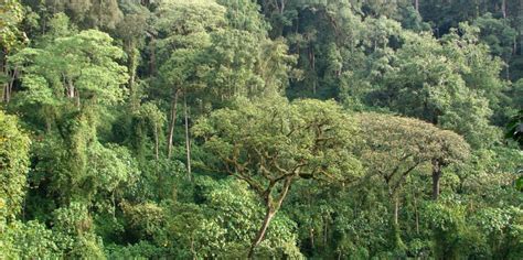 Firewood collection taking a toll on Uganda’s forests - CIFOR Forests News