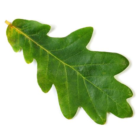 Oak leaf. Isolated on white with clipping path , #spon, #Isolated, # ...