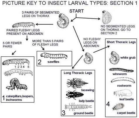 Identify that larvae | Insects, Insect larvae, Entomology