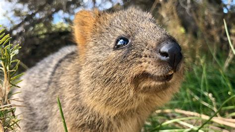 13 things you didn’t know about the quokkas of Rottnest Island | escape.com.au