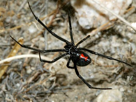 Black Widow Spider Wallpaper - WallpaperSafari