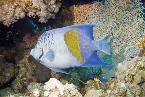 Red Sea Angelfish (Pomacanthus Maculosus) Stock Image - Image of reef, marine: 5013021