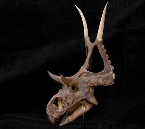 Diabloceratops Skull Skeleton Model – Lana Time Shop