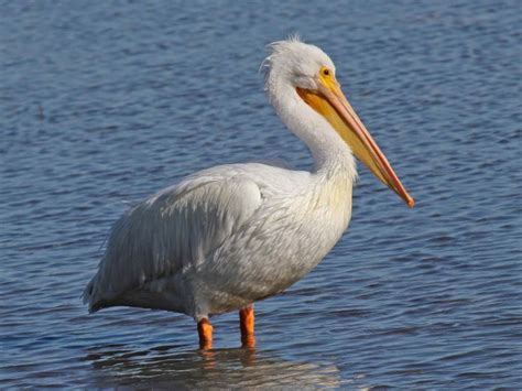 Bird In Everything: Pelican Birds Information