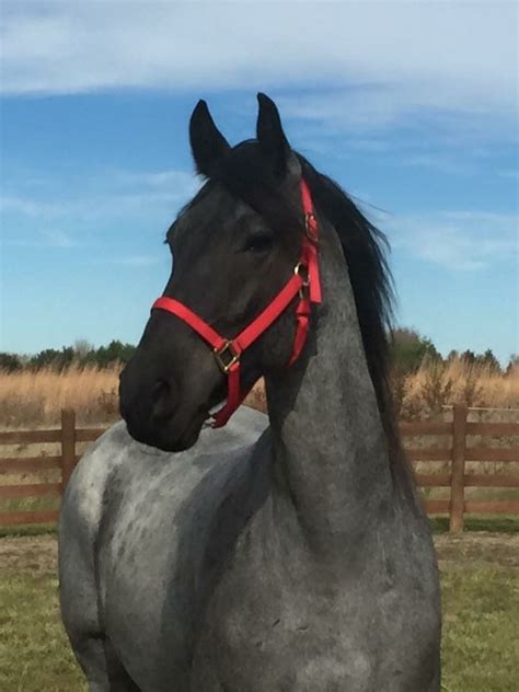 Blue roan Friesian | Blue roan horse, Beautiful horses, Cute horse pictures