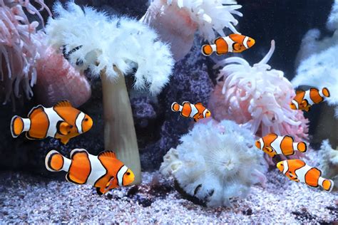 Best Saltwater Fish for Beginners: Popular Saltwater Fish for Starting Out