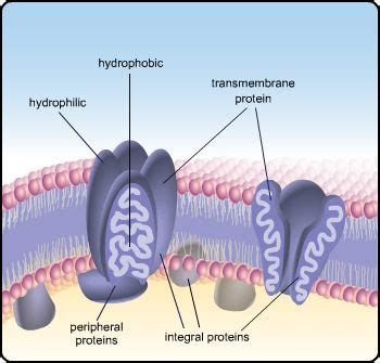 Plasma membrane with parts labeled, hydrophilic, hydrophobic ...