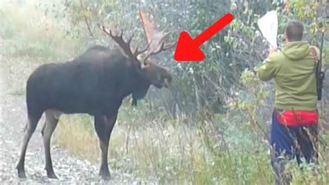 4 Scary Moose Encounters That Will Creep You Out (Part 5) - YouTube