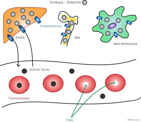 Interpreting Iron Studies - LearnHaem | Haematology Made Simple