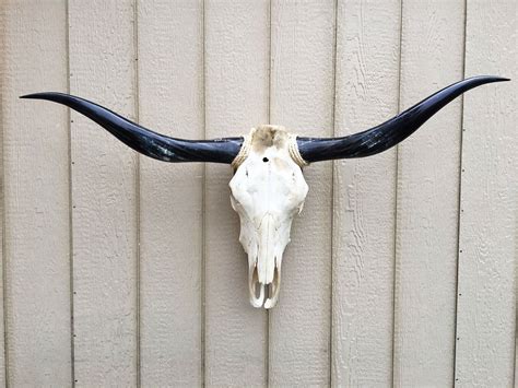 Texas Longhorn Skulls #250 – Texas Mounted Longhorns