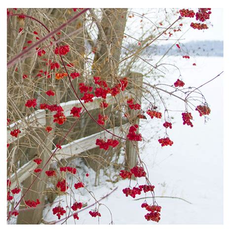 Red Barn Snow Print/winter Photos/ Winter Wall Art/ Country - Etsy