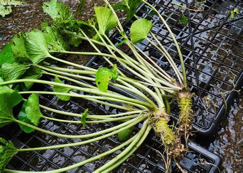 What is Wasabi? The Most Common Questions Answered