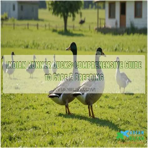 Indian Runner Ducks: Comprehensive Guide to Care & Breeding