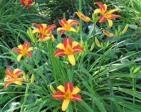 kayat kandi: About Daylilies