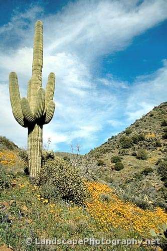 Sonoran Desert Wildflowers - Landscapephotography.net