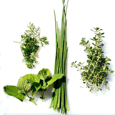 Growing Herbs - How to Grow, Store and Use Fresh Herbs