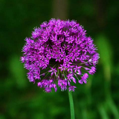 Purple | Bulb flowers, Globe flower, American meadows