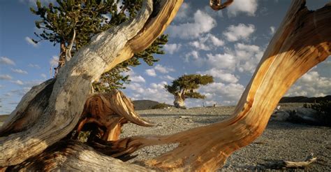 Nevada State Tree Bristlecone Pine Weird Trees Old Trees - Bank2home.com