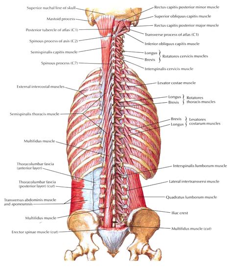 Muscle Layers Muscles of back deep layers : biological science picture ...