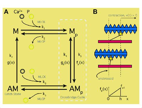 Smooth Muscle Contraction Schematic. (A) Four-states representing the... | Download Scientific ...