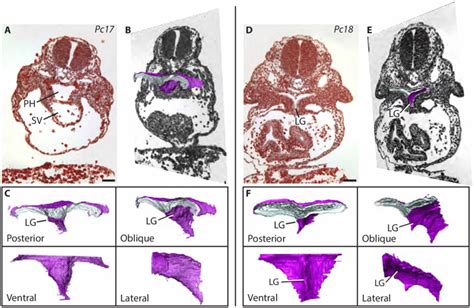 Formation of the LG in the lungless salamander P. cinereus visualized... | Download Scientific ...