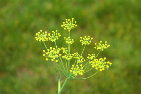 Green Grass Plant With White Flowers / Sisyrinchium campestre (Prairie ...