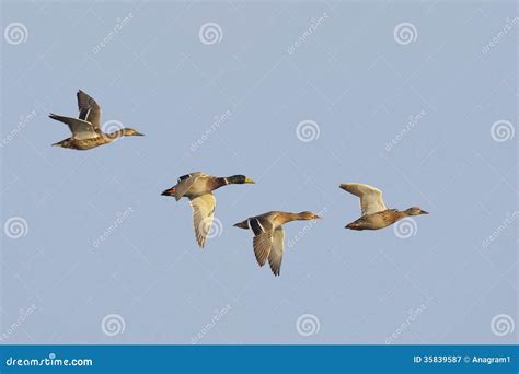 Mallard ducks in flight stock image. Image of flock, drake - 35839587