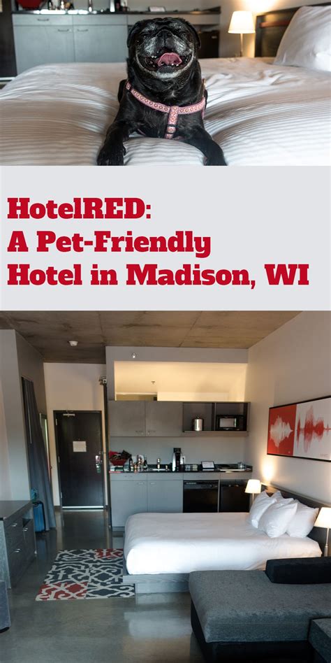 HotelRed: Pet-Friendly Hotel in Madison, WI | Pet friendly hotels, Midwest travel, Hotel