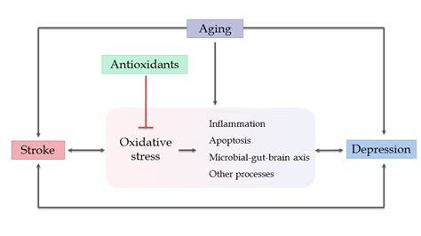 Oxidative Stress at the Crossroads of Aging, Stroke and Depression